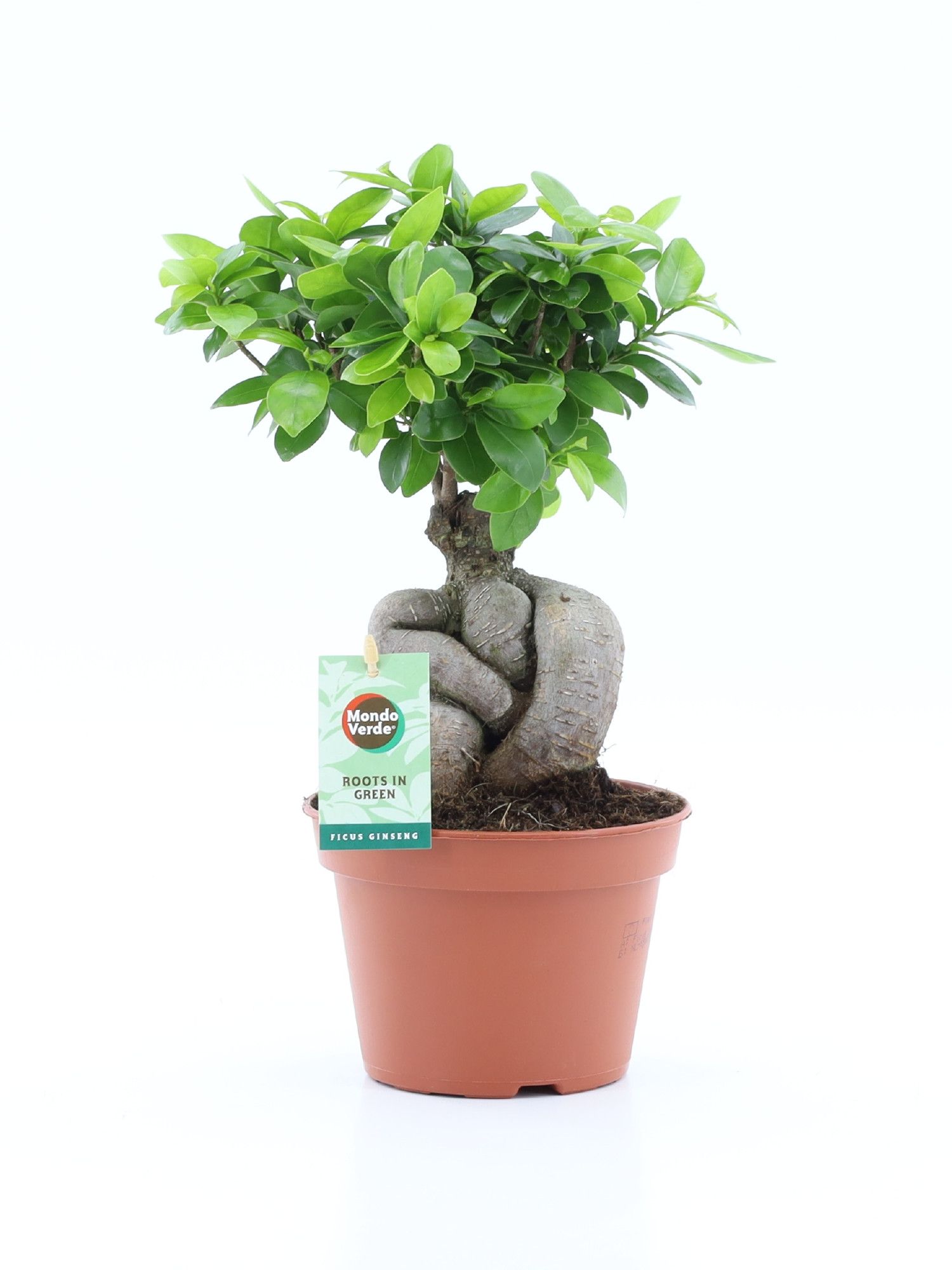 Ficus micr. Ginseng, D 15