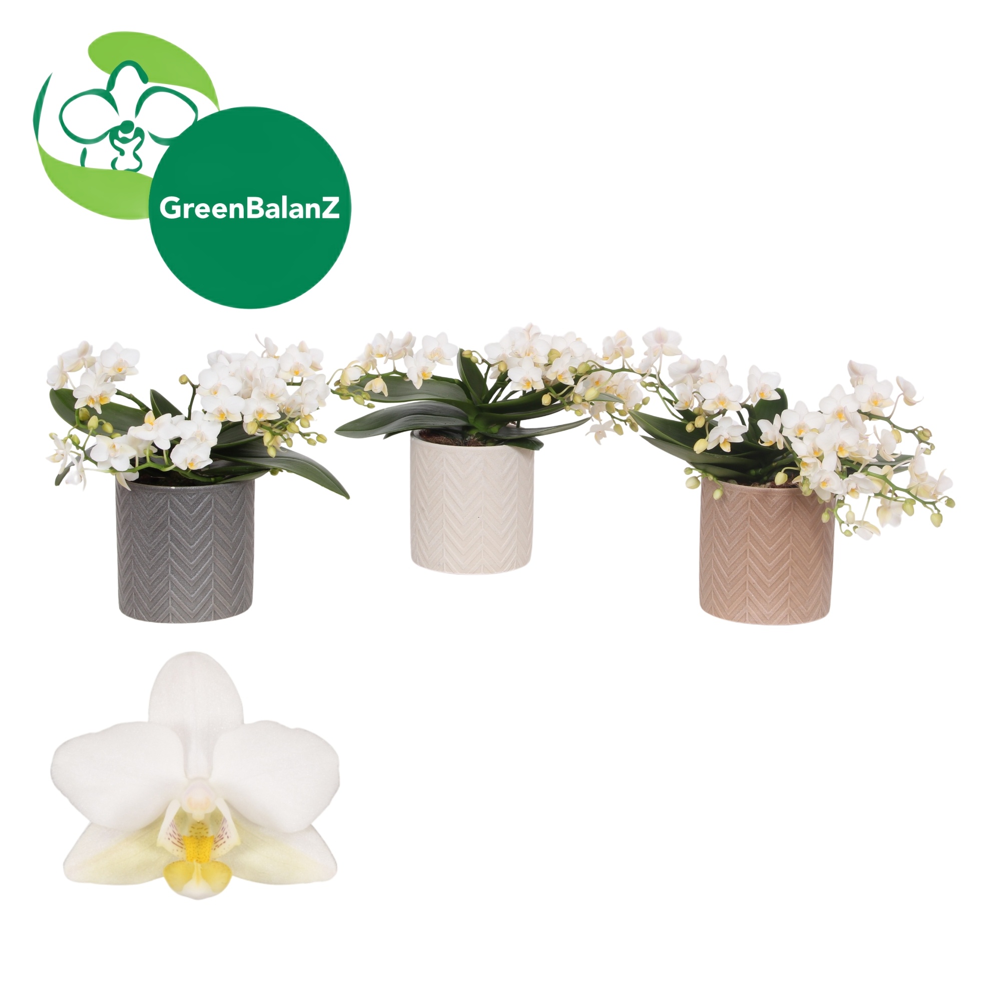 ColorZ- WildZ Wit 4+ tak in Keramiek, D 12