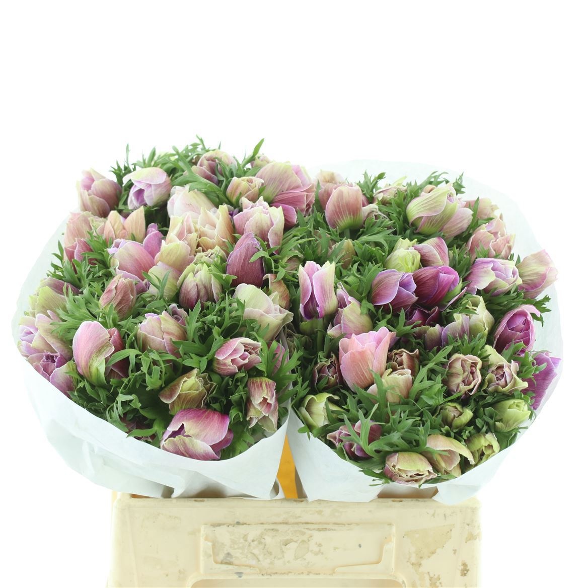 Анемон Мистраль + Рарити 45 (лаванд.), шт.