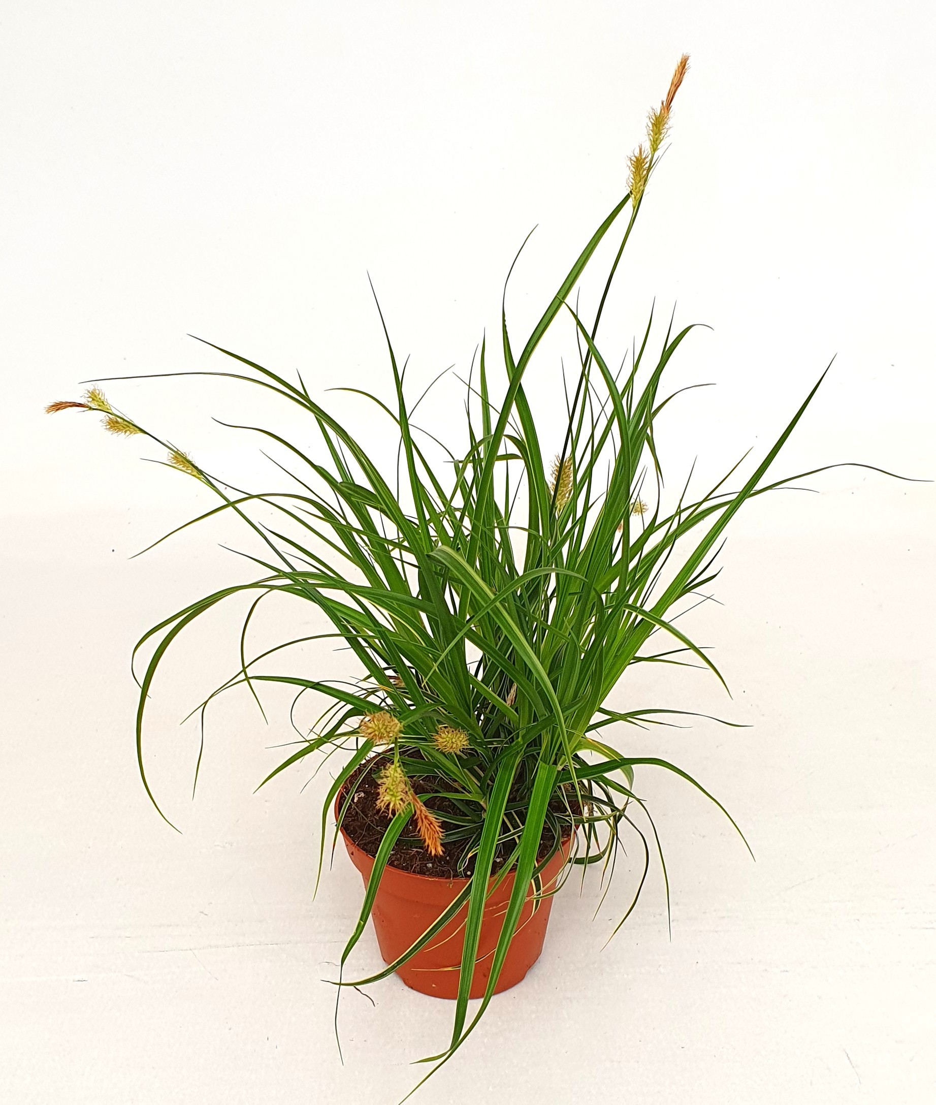 Carex osh. 'Fishers Form', D 10,5