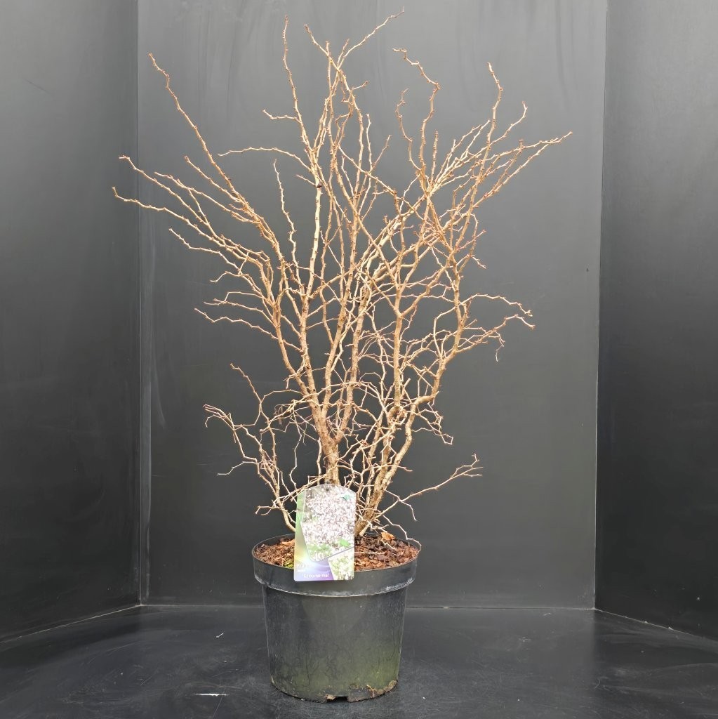 Prunus incisa Kojou-no-mai, D 29