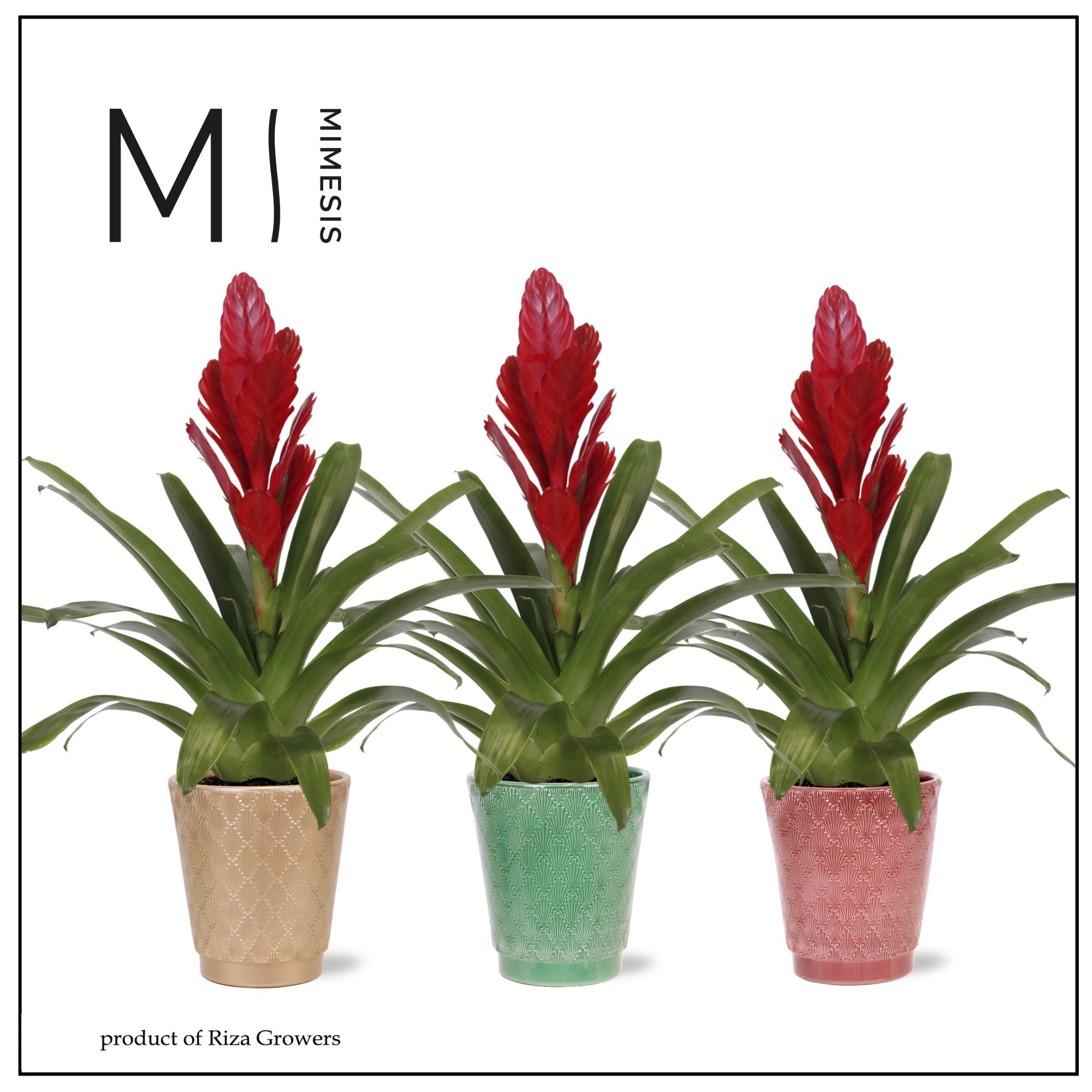 Vriesea Intenso Red - 12cm in Dublin | Mimesis, D 13