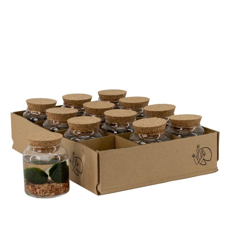 Chladophlora in Melkbus x2 (D8-H10), D 8