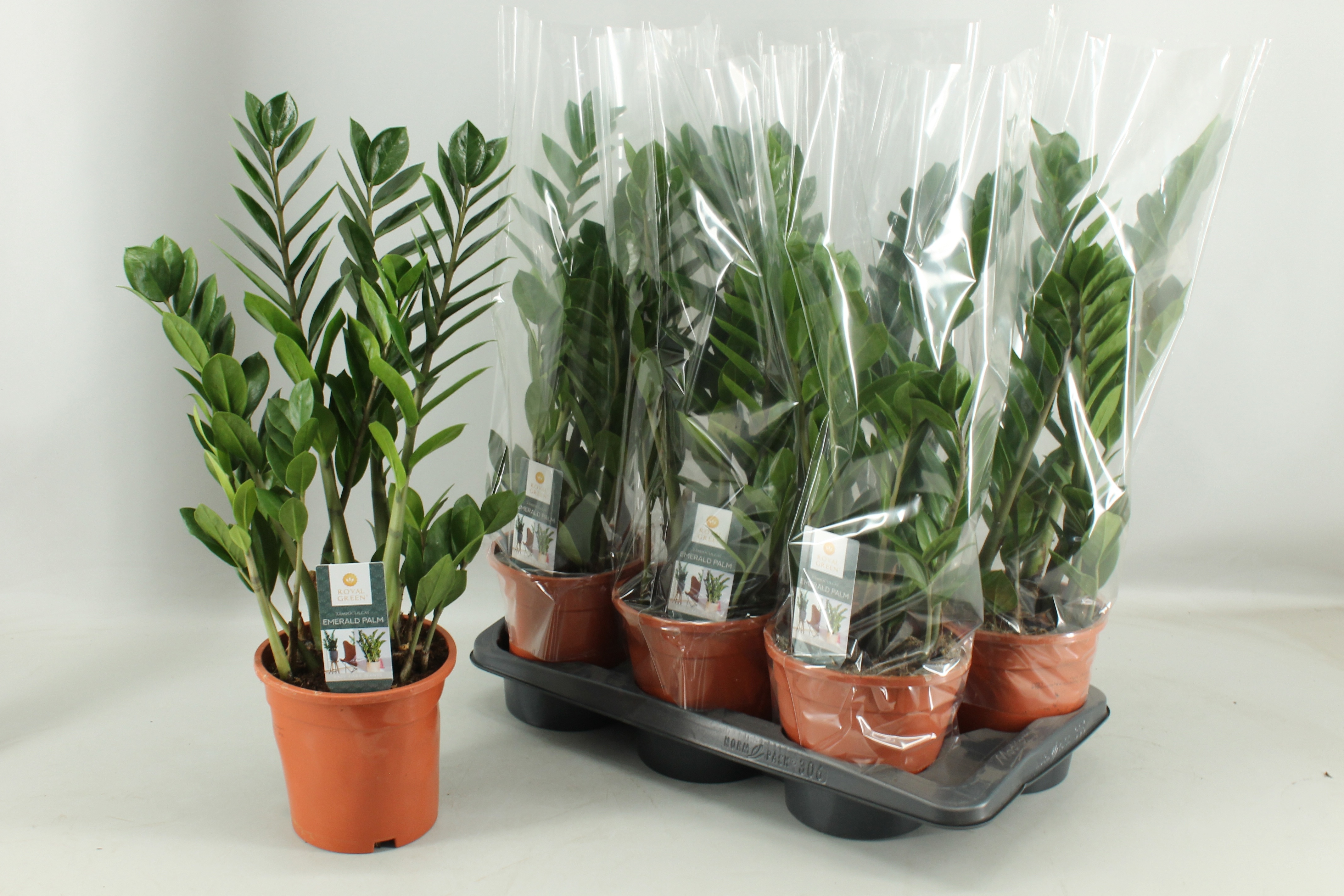 Zamioculcas 17cm, D 17