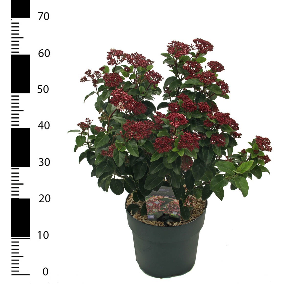 Viburnum tinus 'Lisarose', D 23