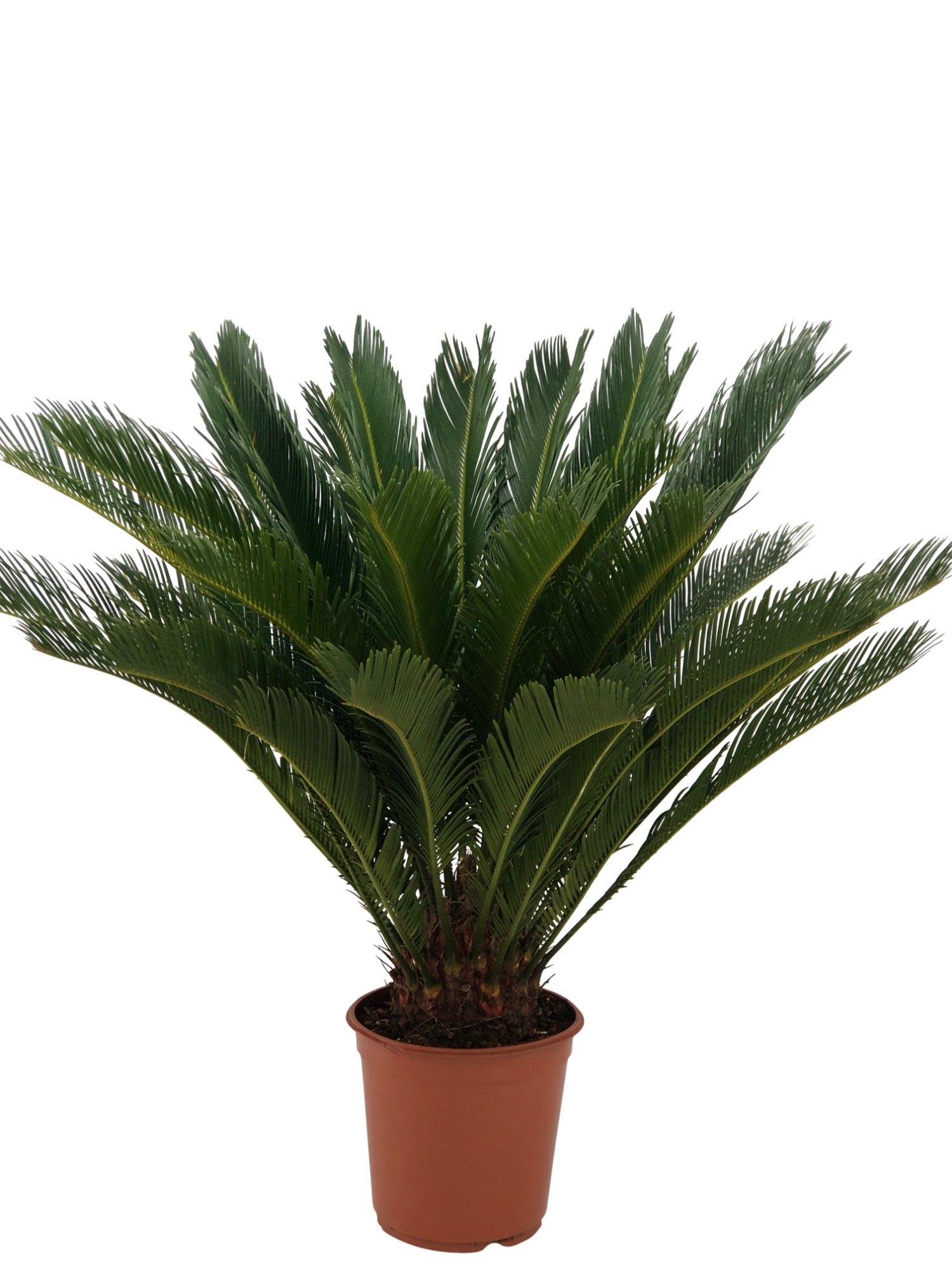 Cycas Revoluta XL, D 24