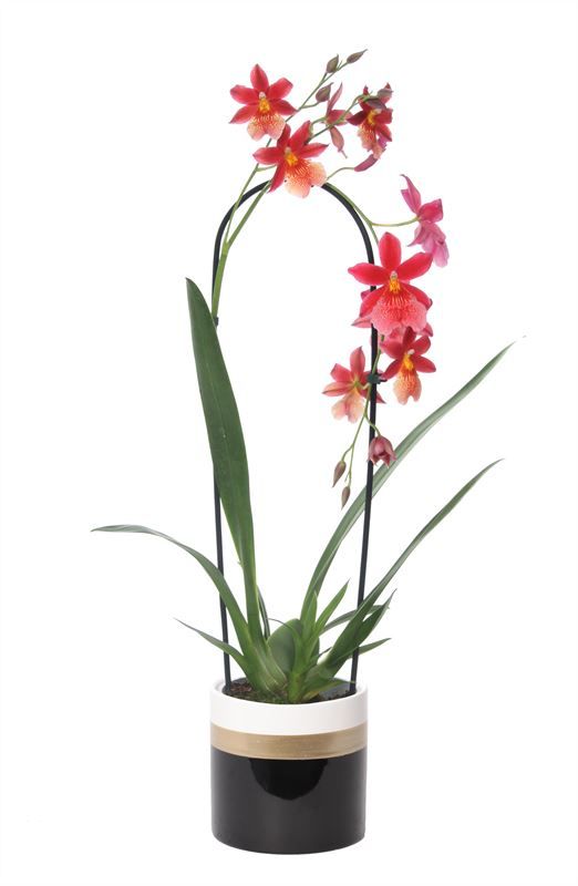 Dolomite p12 Horizon black Cambria Cascade Nelly Isler 1T10+, D 12 cm