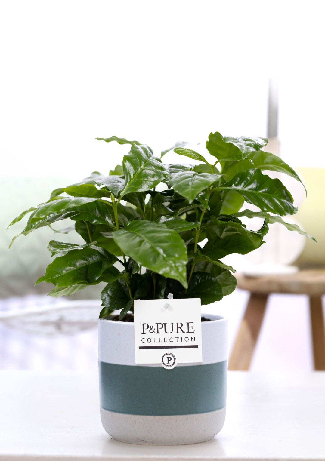 Coffea Arabica in P&PURE Lauren ceramics, D 12