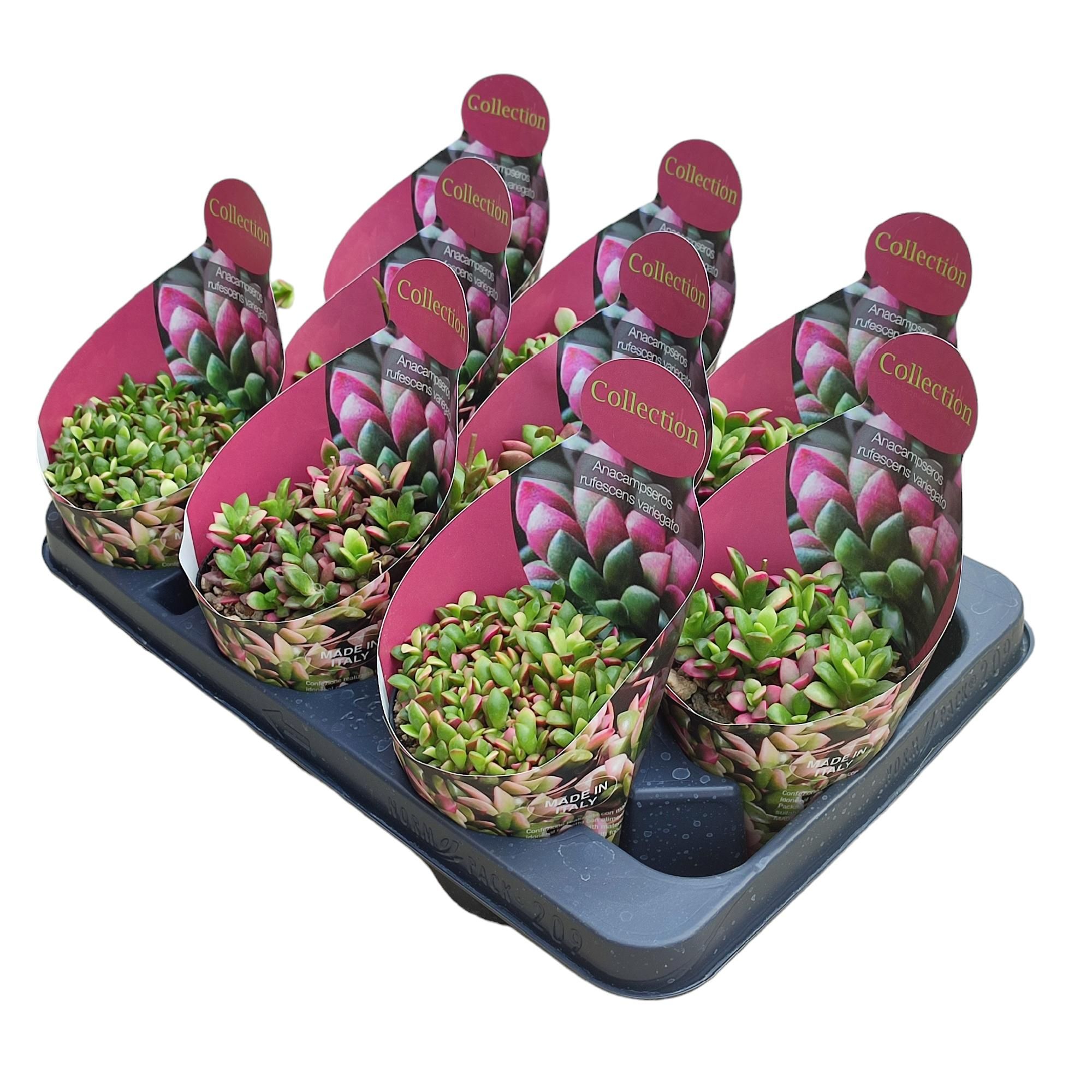 ANACAMPSEROS RUFESCENS VARIEGATO- POT Ø 10,5 WITH POTCOVER (SUCCULENTEN), D 10,5