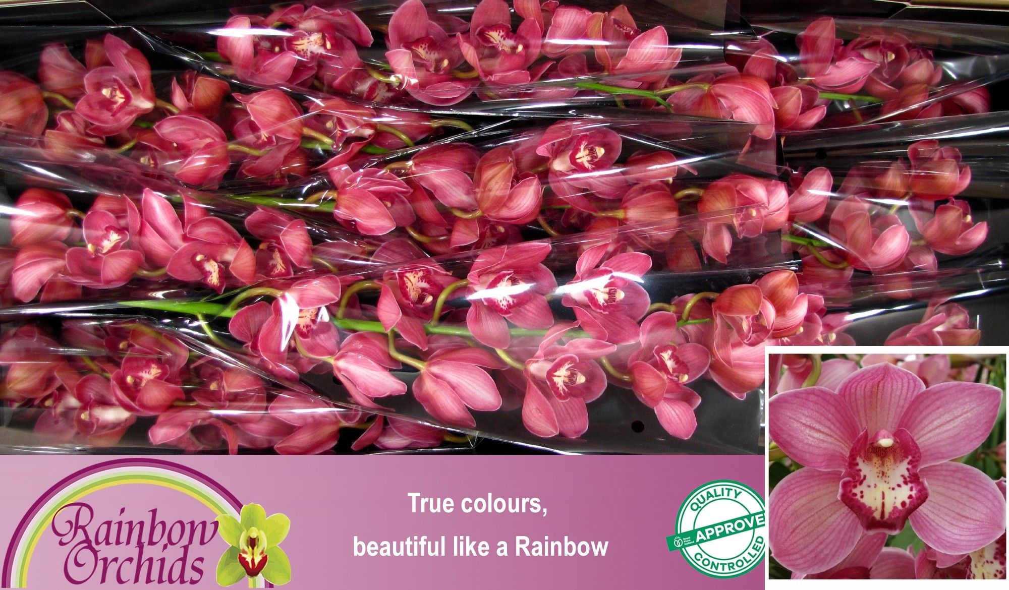 Цимбидиум Рэд Дрим x9 60, шт.