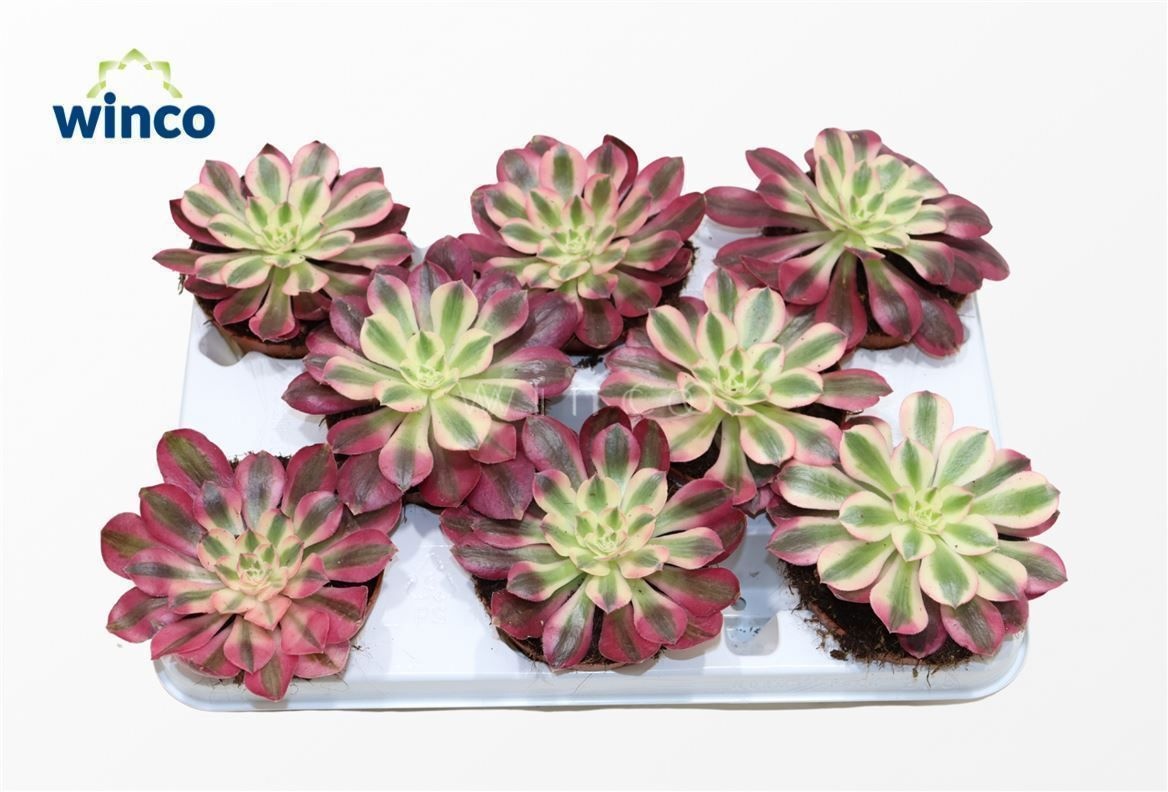 Aeonium Pink Witch, D 10,5