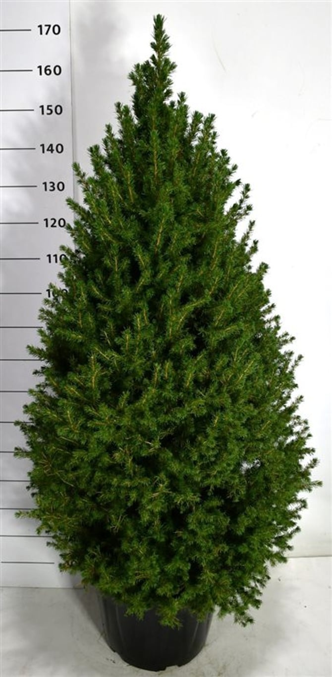 Picea gl. 'Perfecta', D 48 cm