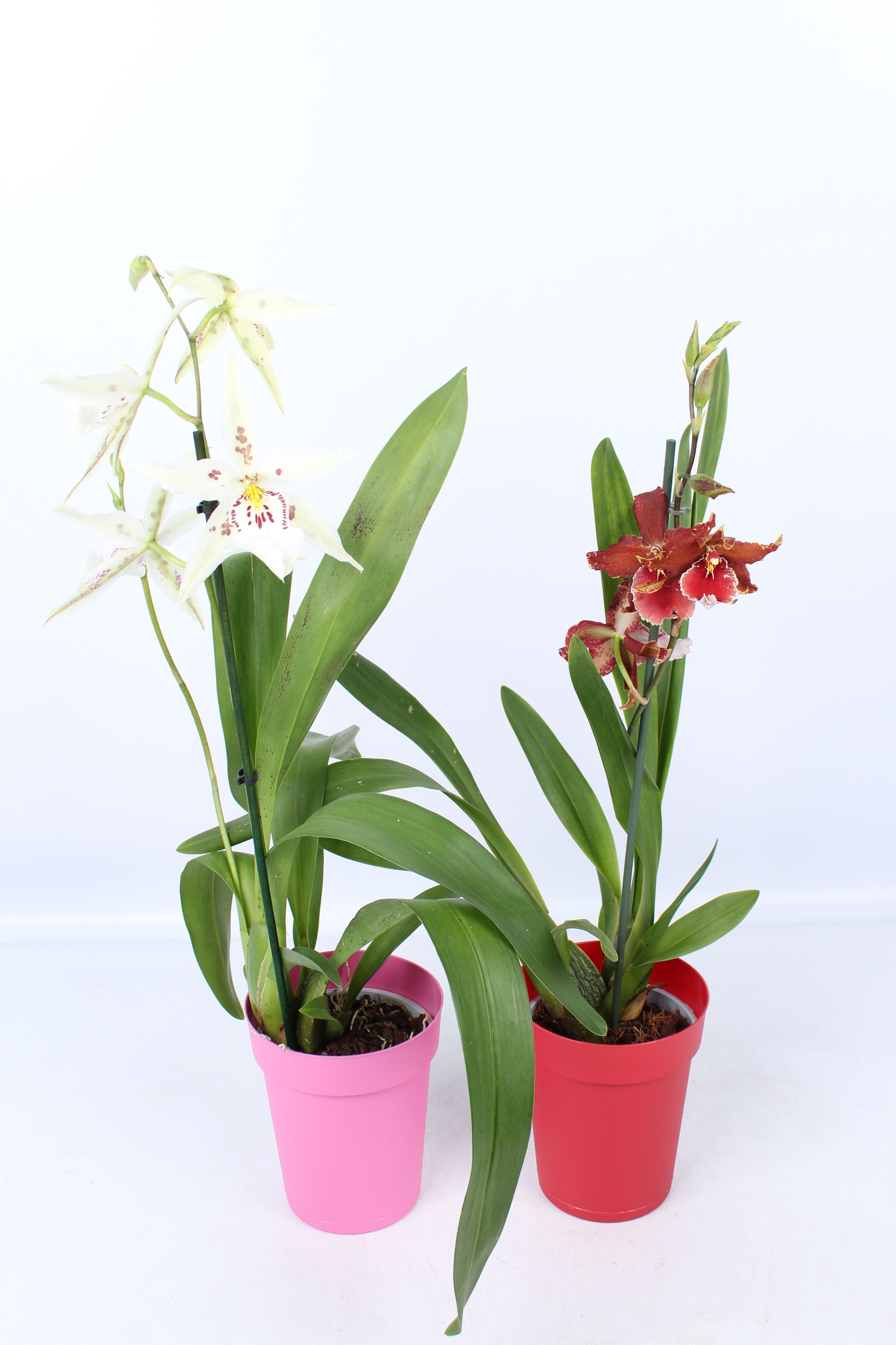 Cambria mix 1 tak met rode en roze pot, D 12