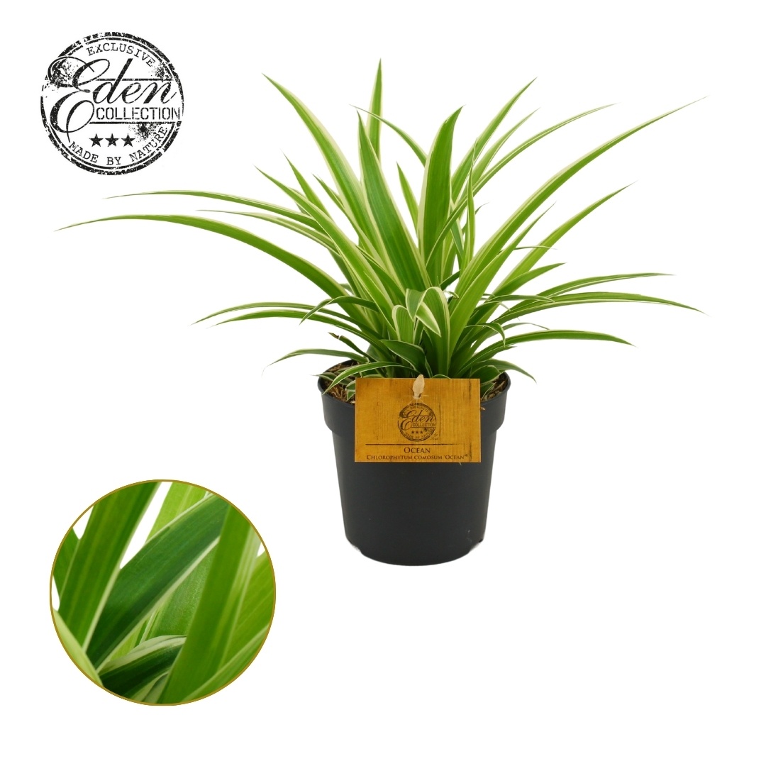 Chlorophytum Ocean 10,5cm, D 10,5 cm Chlorophytum Ocean 10,5cm, D 10,5 cm