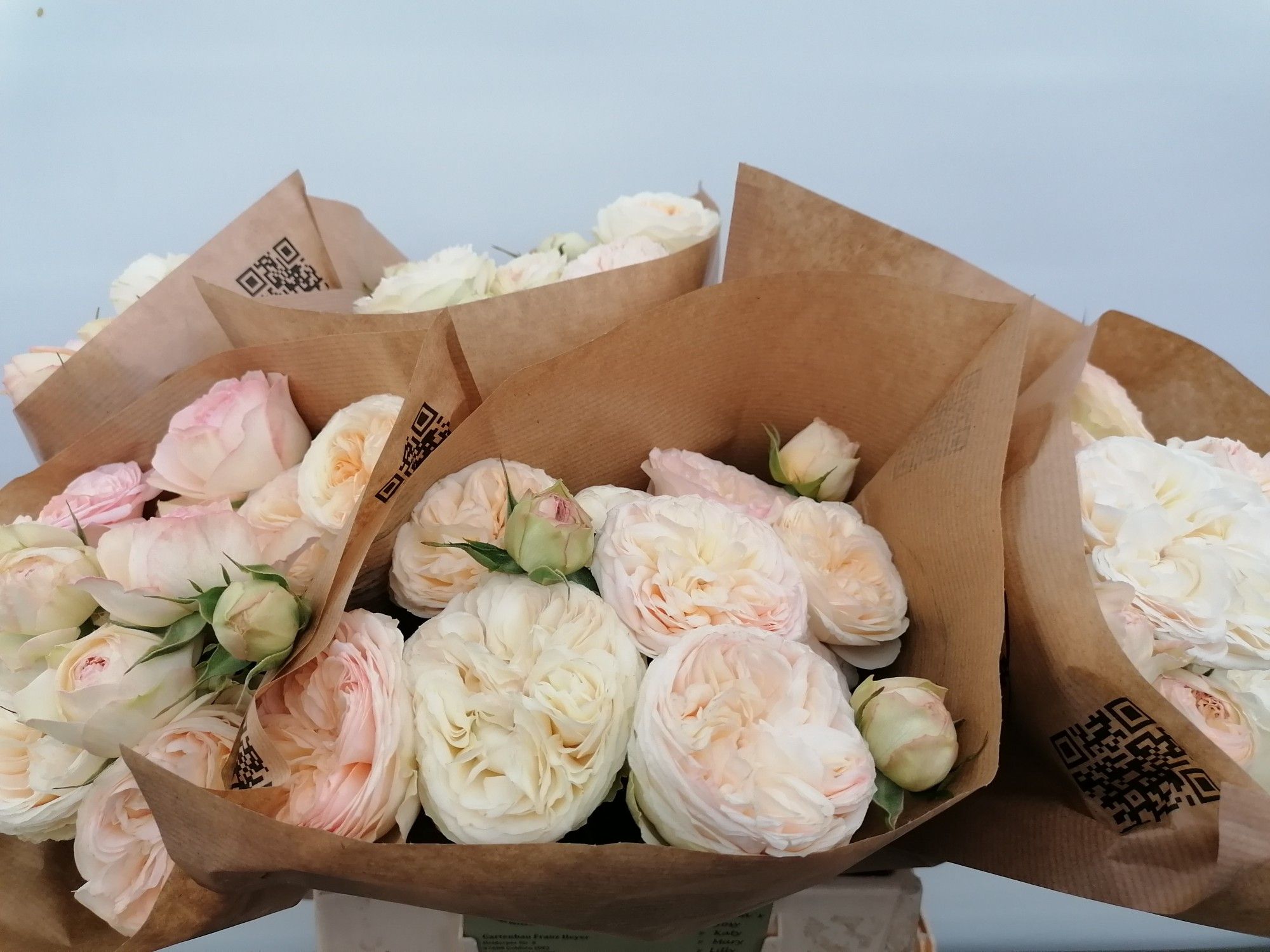 Роза куст. Грэндмас Роми 40, шт.