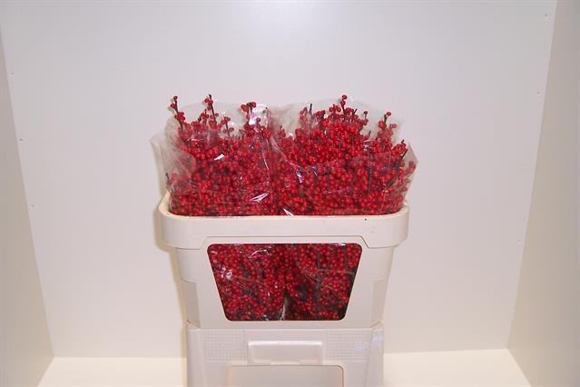 Илекс Красные ягоды 70, шт.