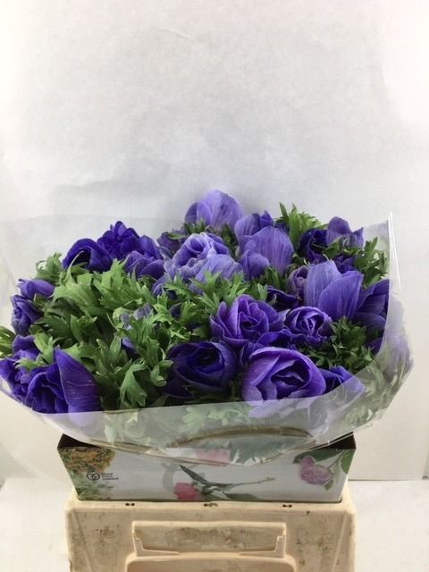 Анемон Мистраль + Дарк Блю 40, шт.