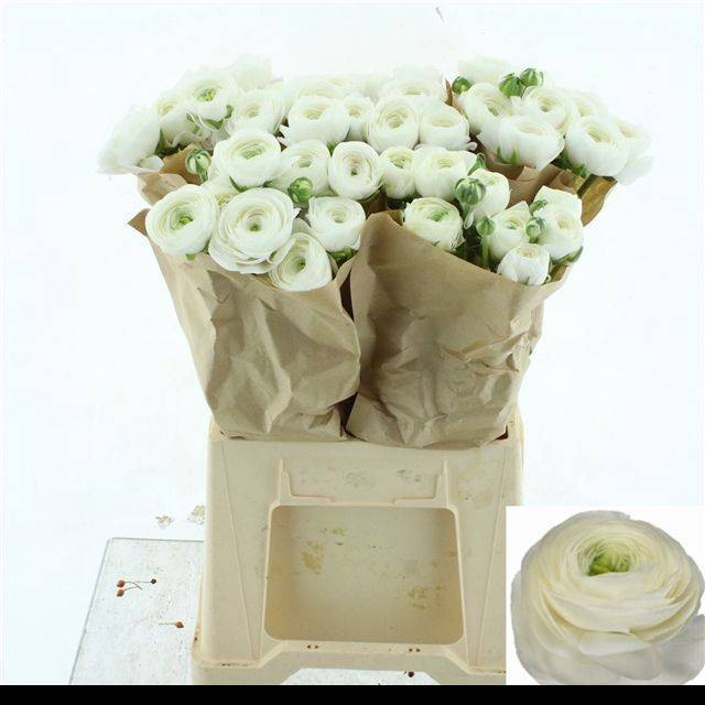 Ранункулус Саксесс Фирензе 45, шт.