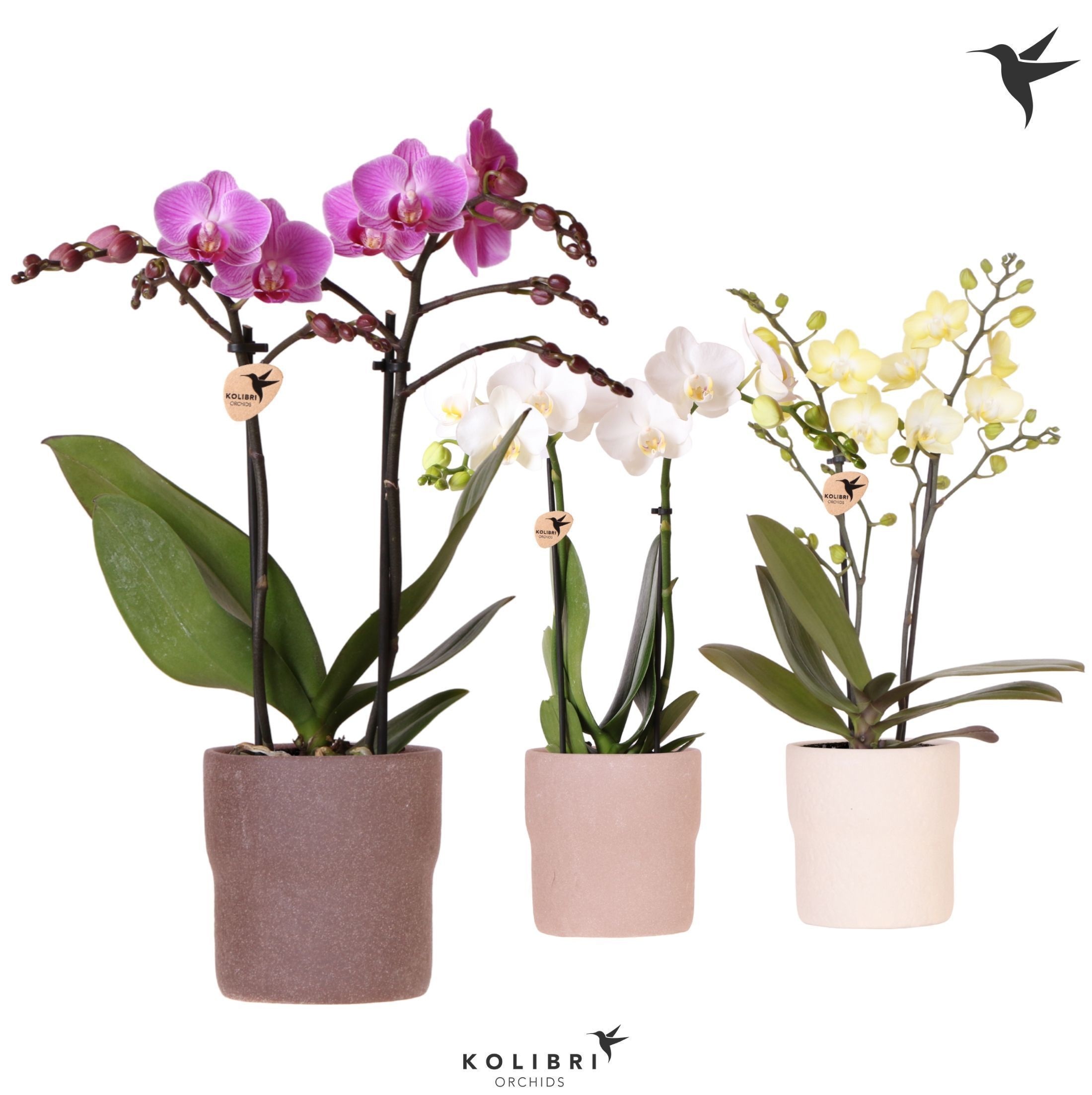 Kolibri Orchids Phalaenopsis mix 2 spike in Rustic pot sand mix, D 9