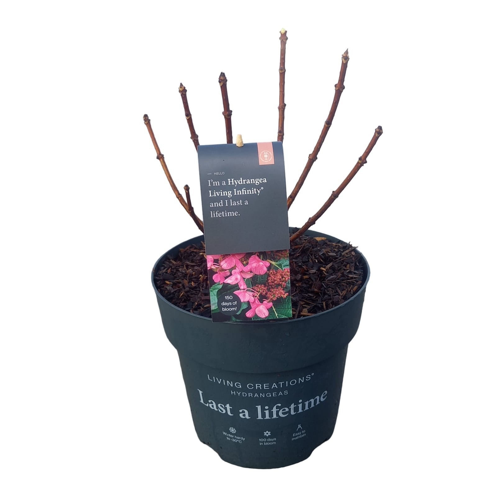 Hydrangea pan. Living Infinity C5, D 23