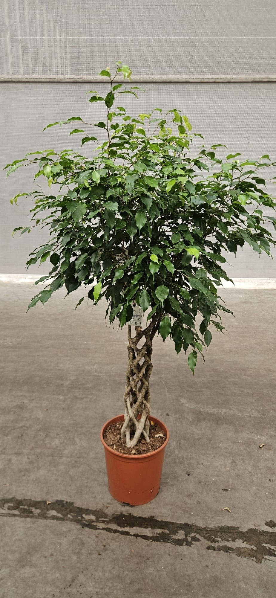 797 FJ : Pot 30 cm FICUS benjamina Exotica op kokerstam, D 30