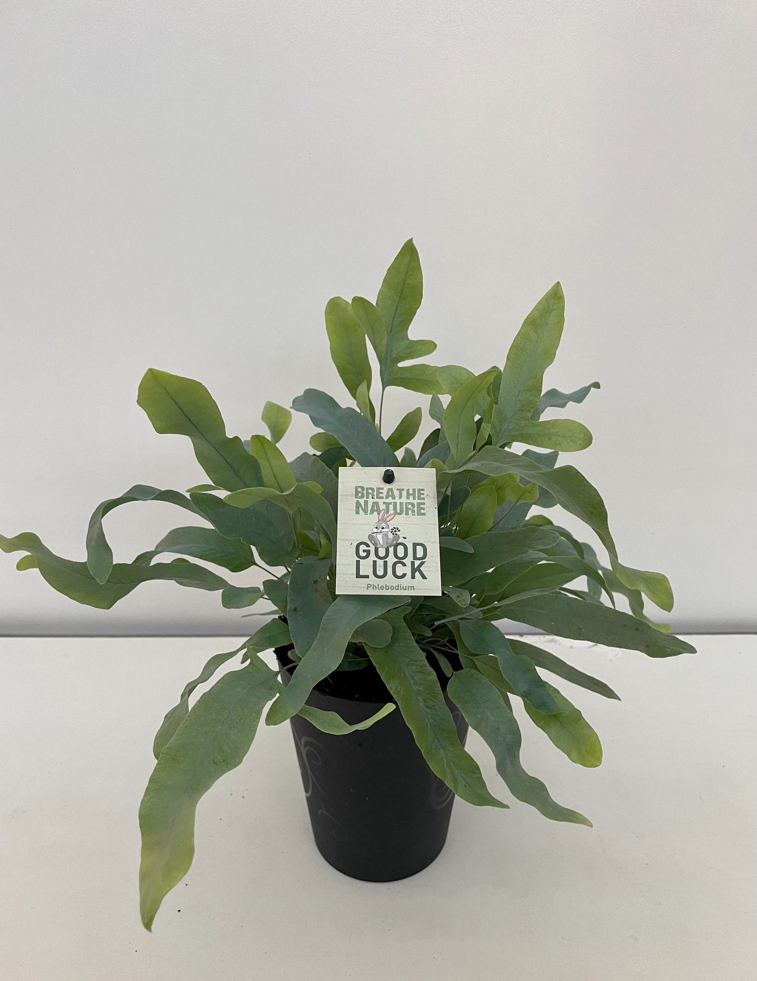 Phlebodium Aureum HP14 met decoratie pot, D 14