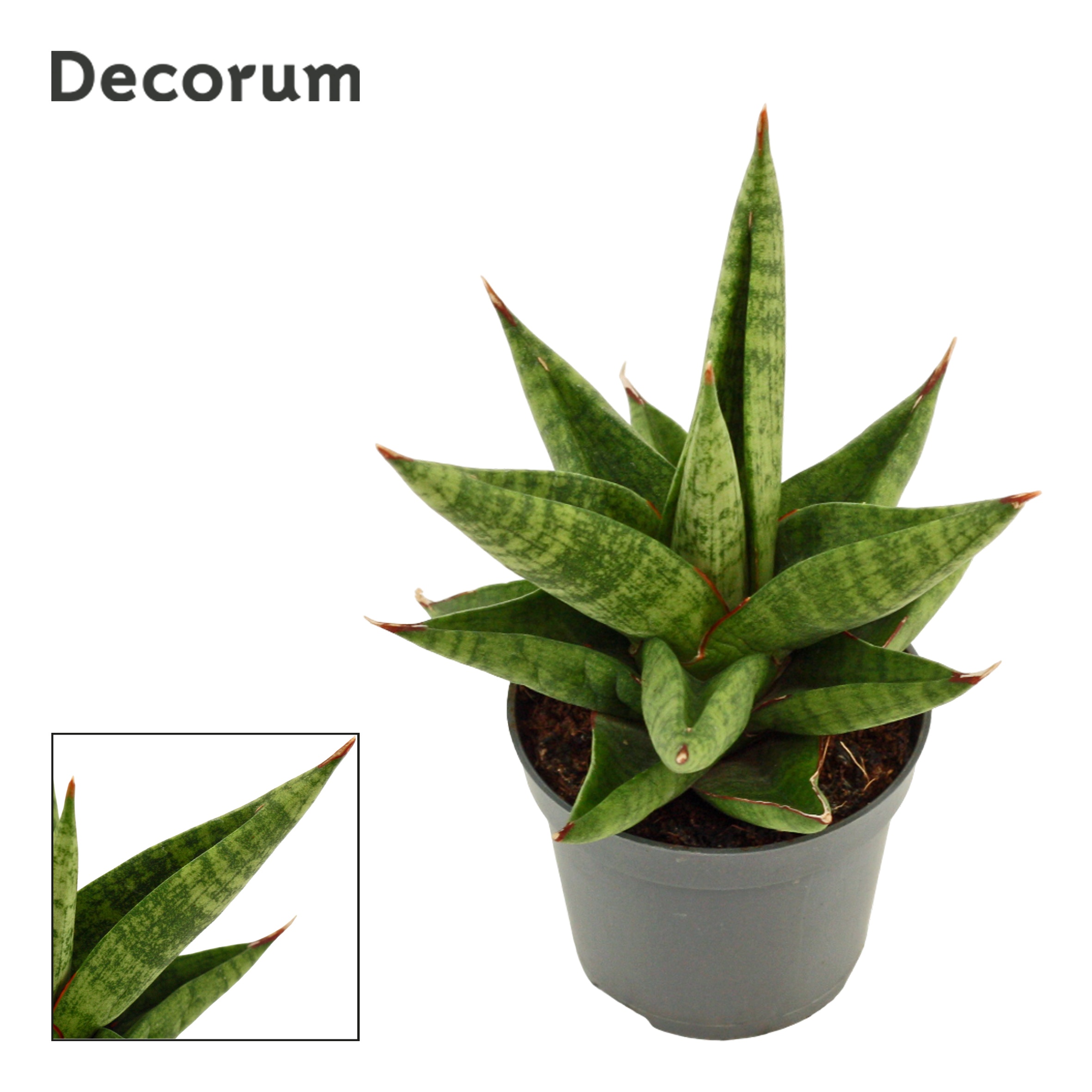 Sansevieria Snow Lotus Crown 6 cm (Decorum), D 6
