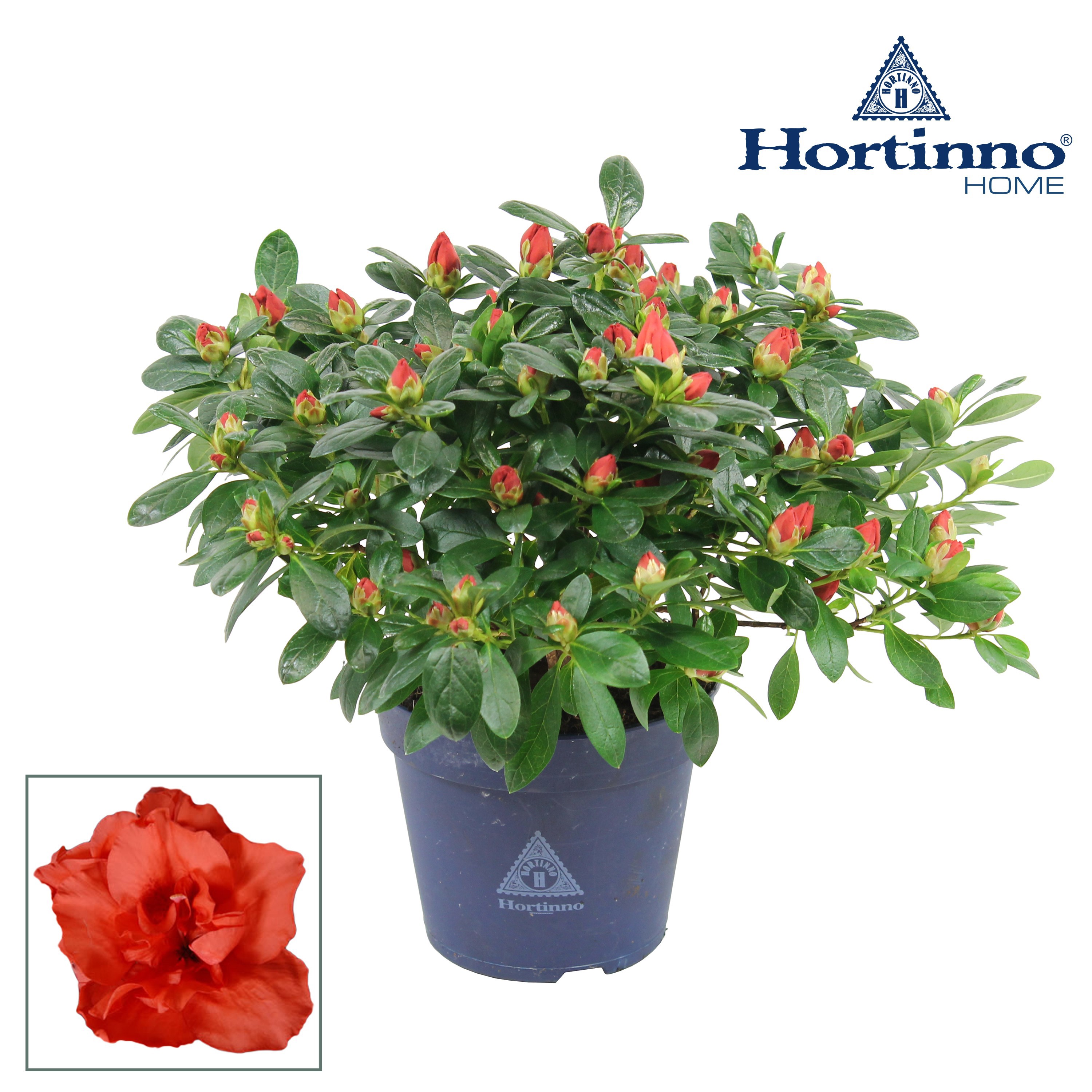 Hortinno® Home 'rood' 25 - 27 cm, D 13
