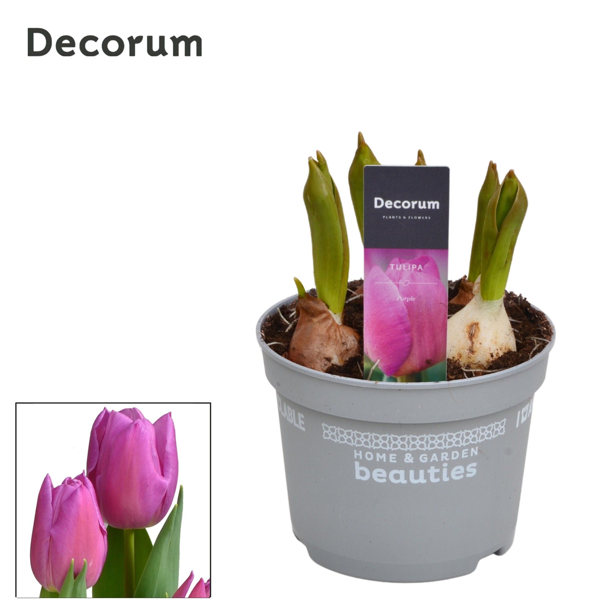 Tulp Marein, D 12