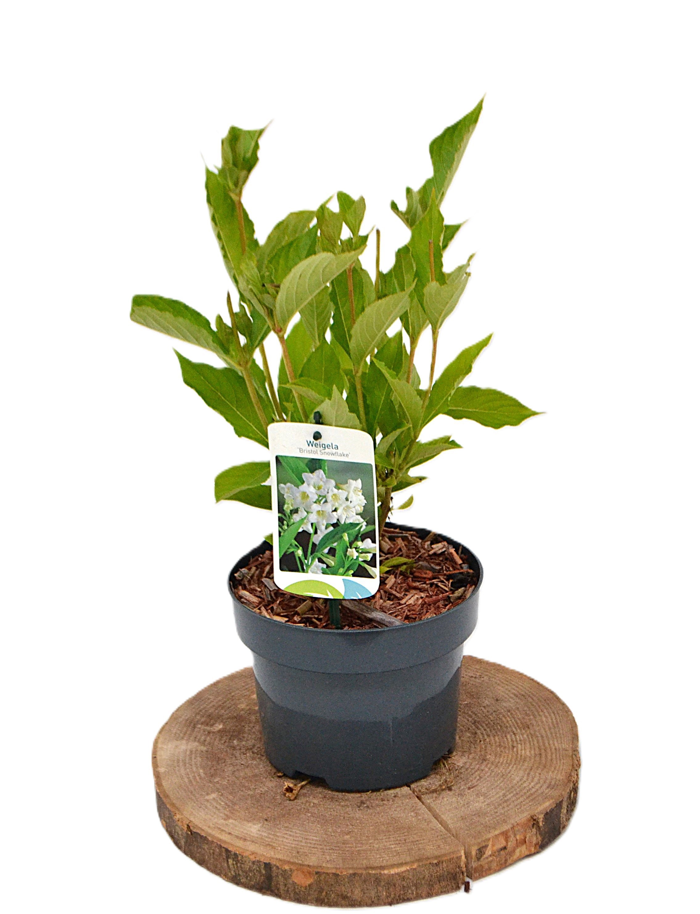 Weigela Bristol Snowflake C2, D 17