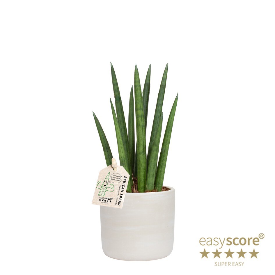 SANSEVIERIA CYLINDRICA 40931554 Raw G Rocket, D 10 cm