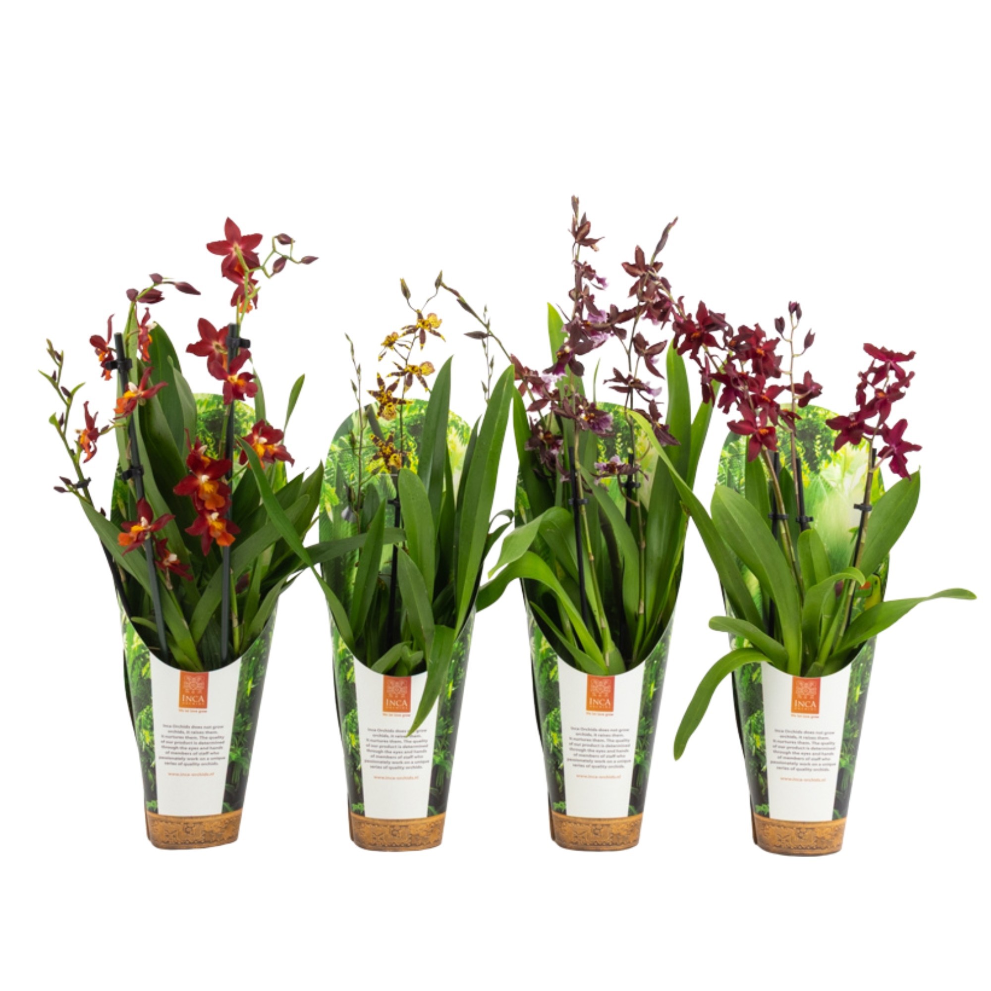 Inca Orchid mix 3 spike 9cm luxury jungle cover, D 9