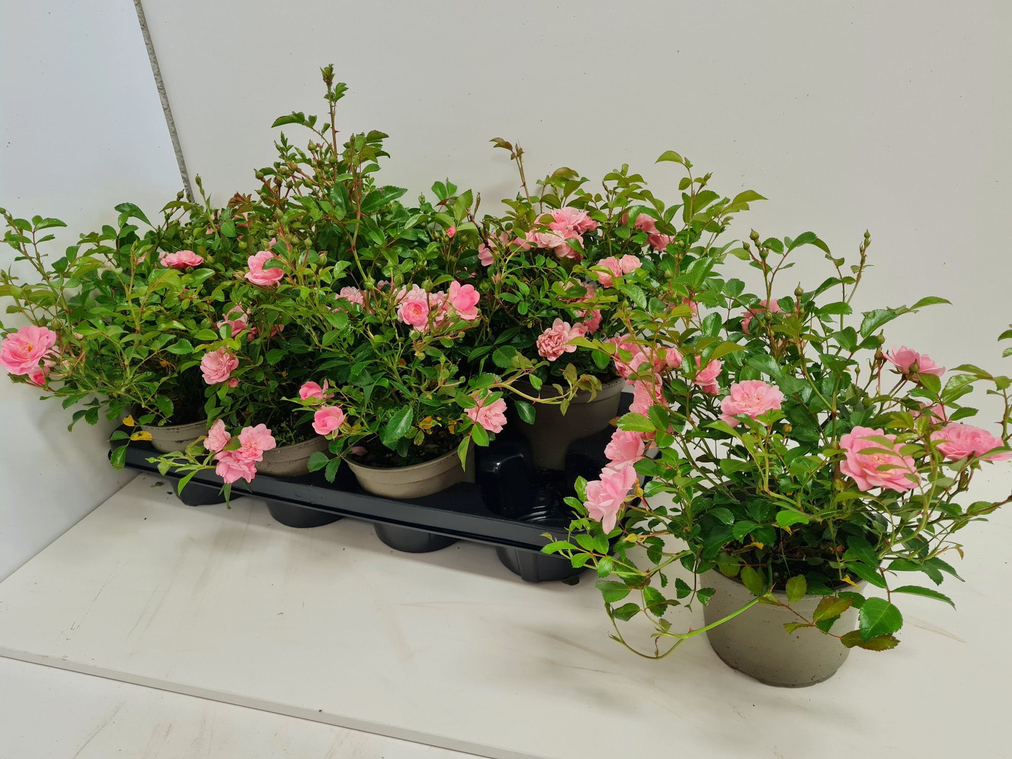 Bodendeckerrose The Fairy, D 13