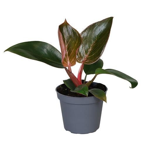 PHILODENDRON-HYBRID 'PINK BIKINI', D 6 cm