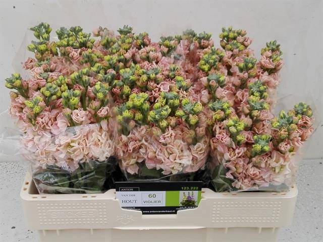 Маттиола од. Айрон Априкот 50, шт.