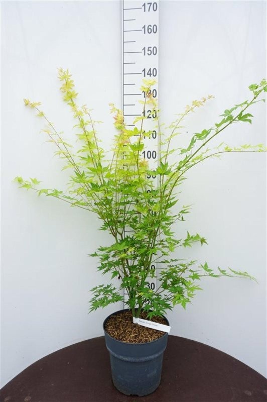 Acer pal. 'Orange Dream', D 32