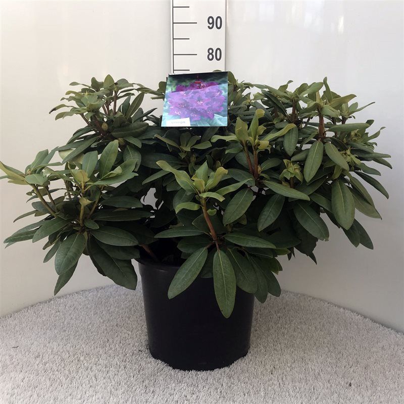 Rhodo. 'Azurro' purple, D 37