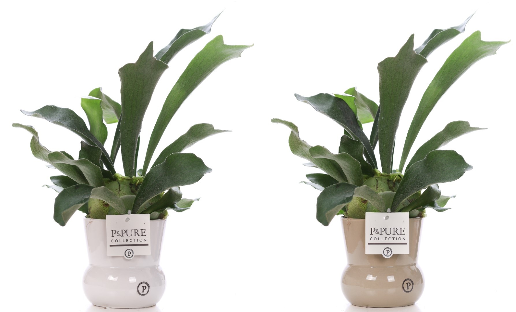 Platycerium Bif. in P&PURE Maxima ceramics ass.2, D 12
