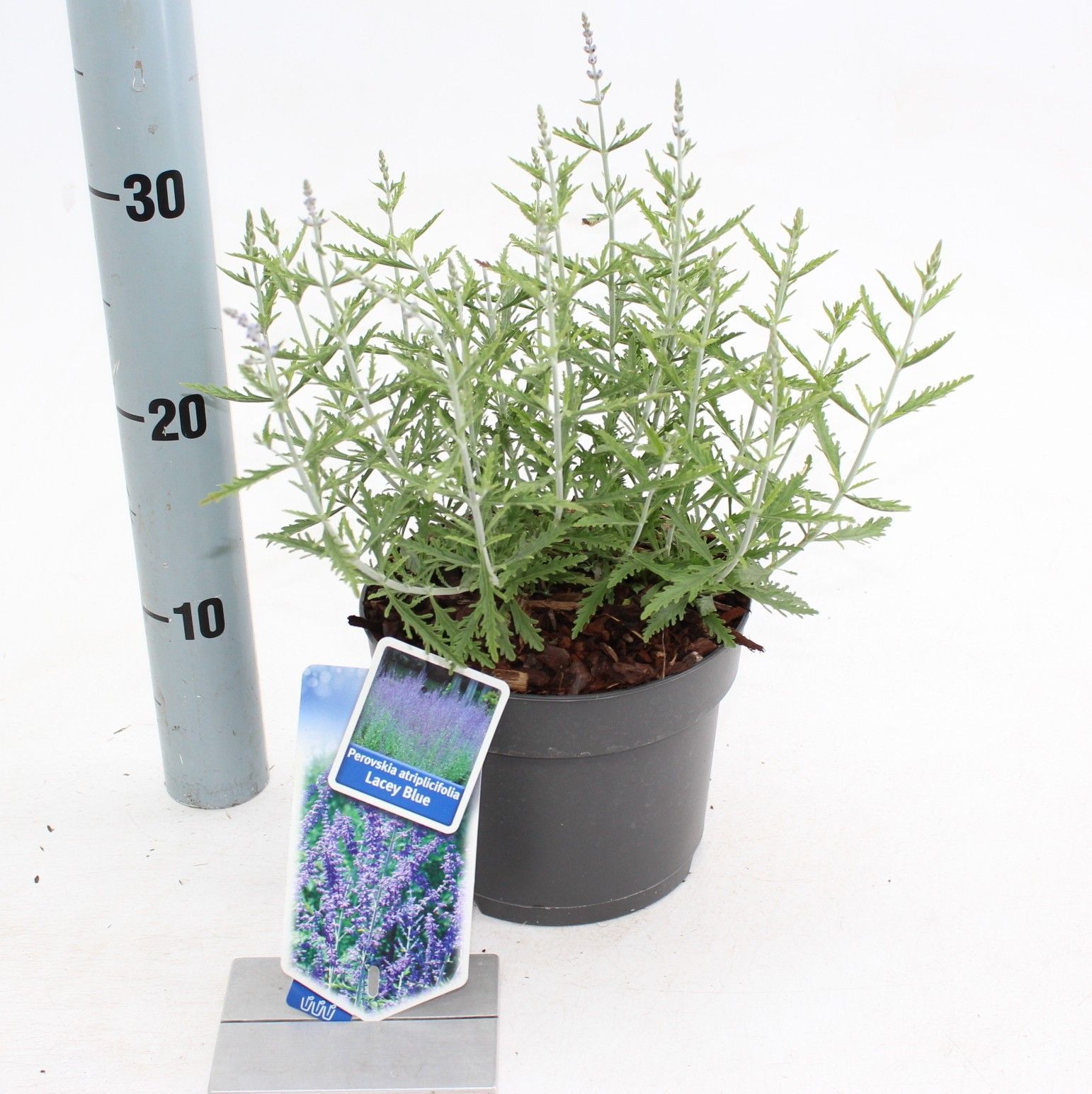 Perovskia atriplicifolia Lacey Blue ('Lisslitt'PBR), D 17 cm