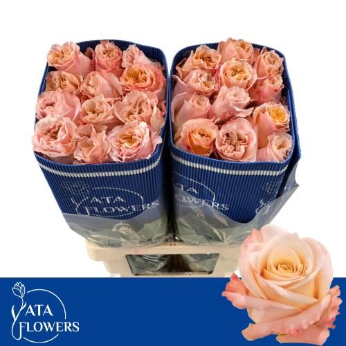 Роза од. Шиммер 60 (светло-роз.), шт.