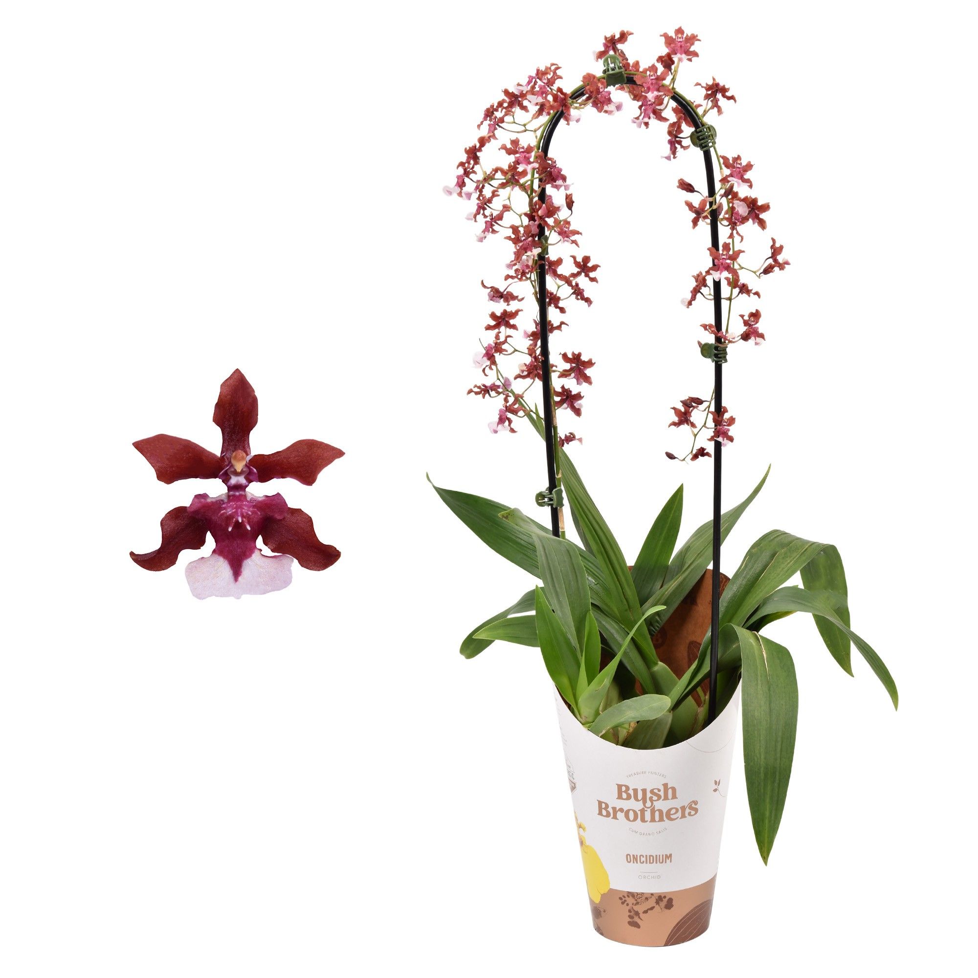 Oncidium 'Cherry Baby' boog 12 cm met blad spikel, D 12