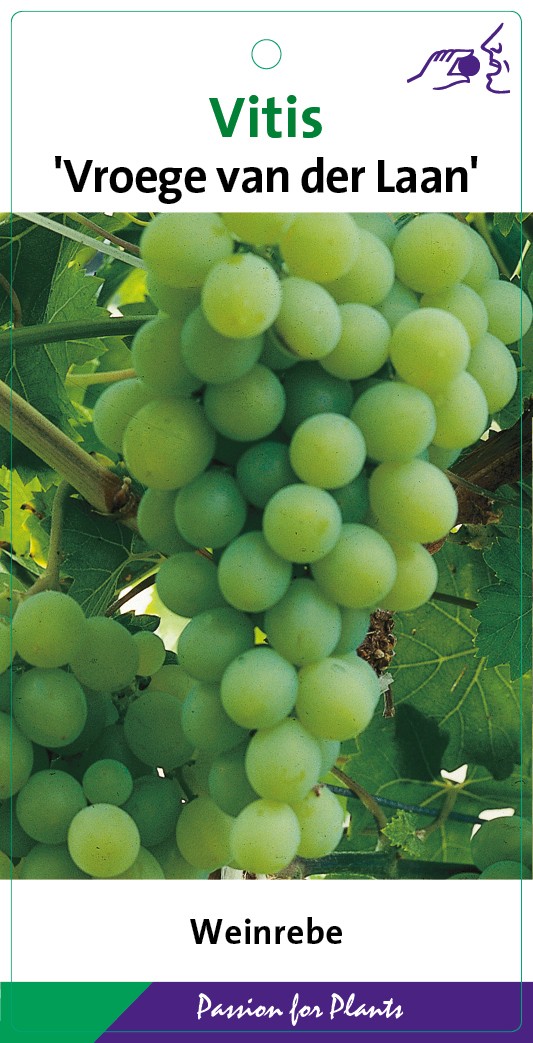 Vitis 'Vroege van der Laan' 80CMC2, D 17 cm