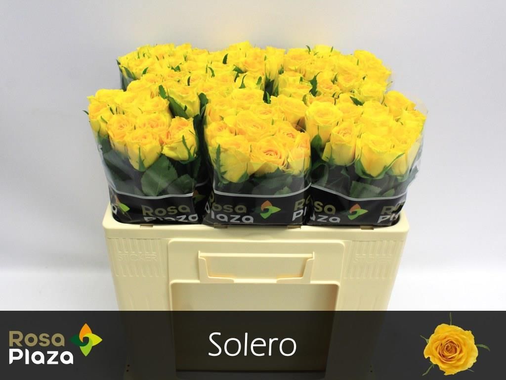 Роза од. Солеро 50, шт.