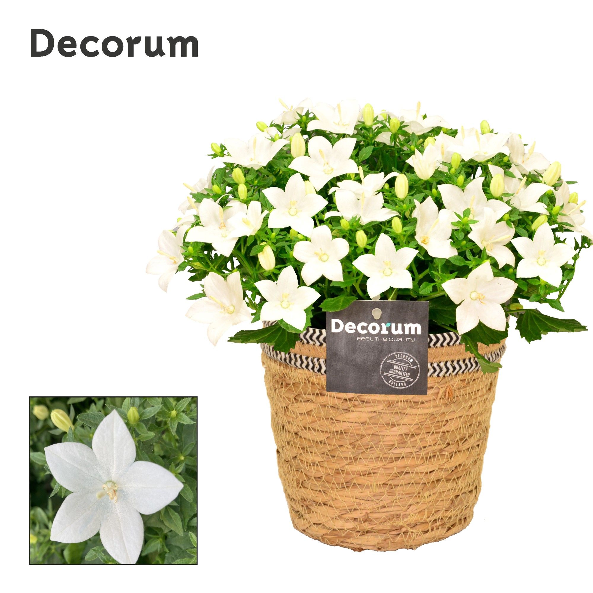 Campanula 'Atlanta' Decorum S. Basket, D 15