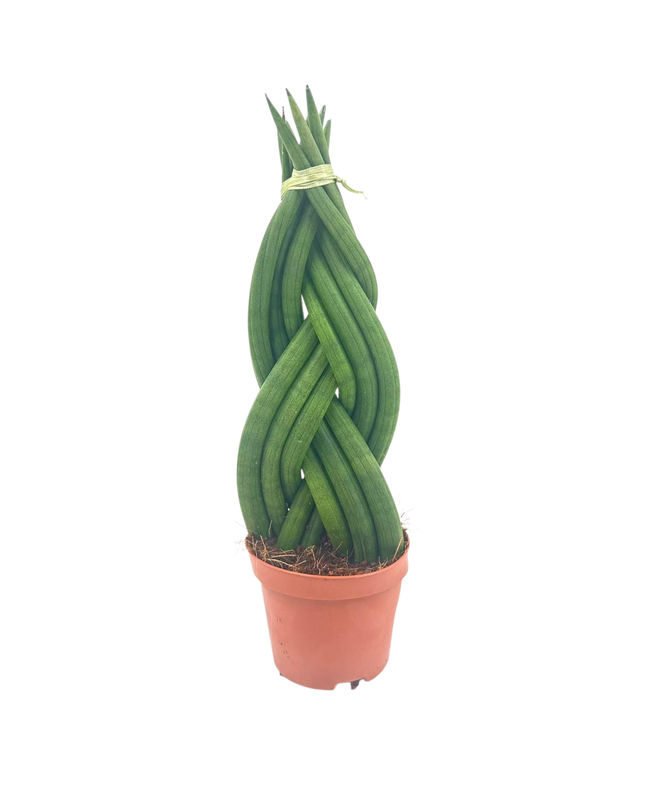 Sansevieria Cylindrica Braided 12 cm, D 12