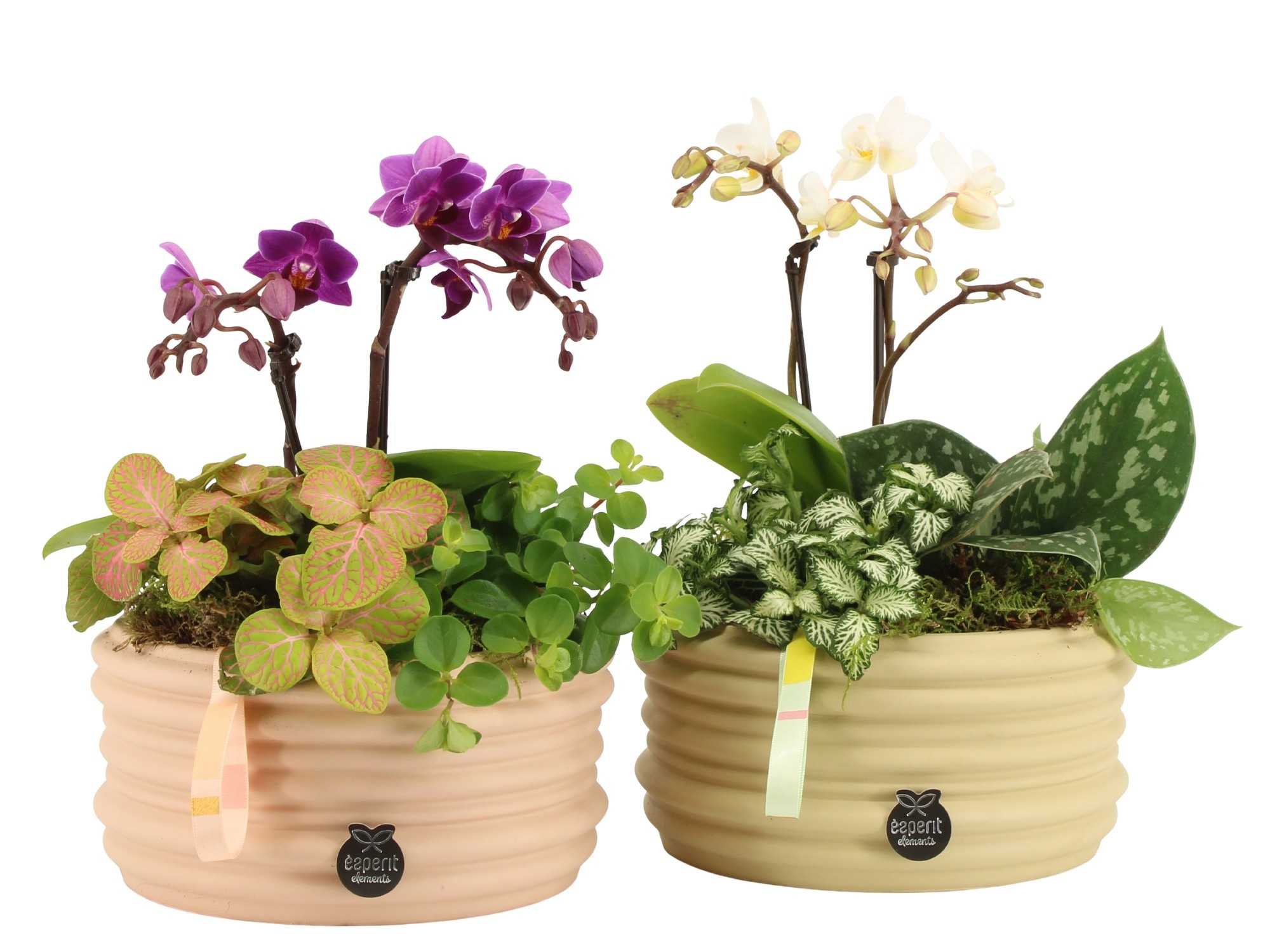 21965: Contradiction arrangement, D 16