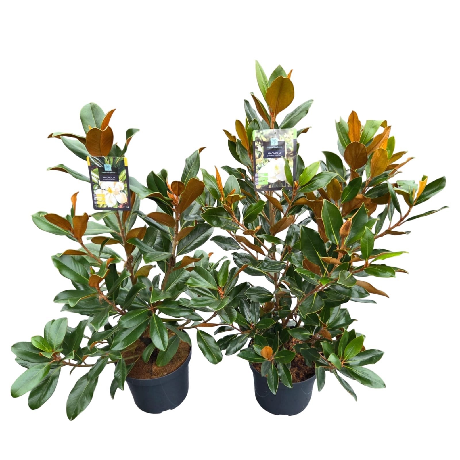 Magnolia Grandiflora 'Mix', D 26