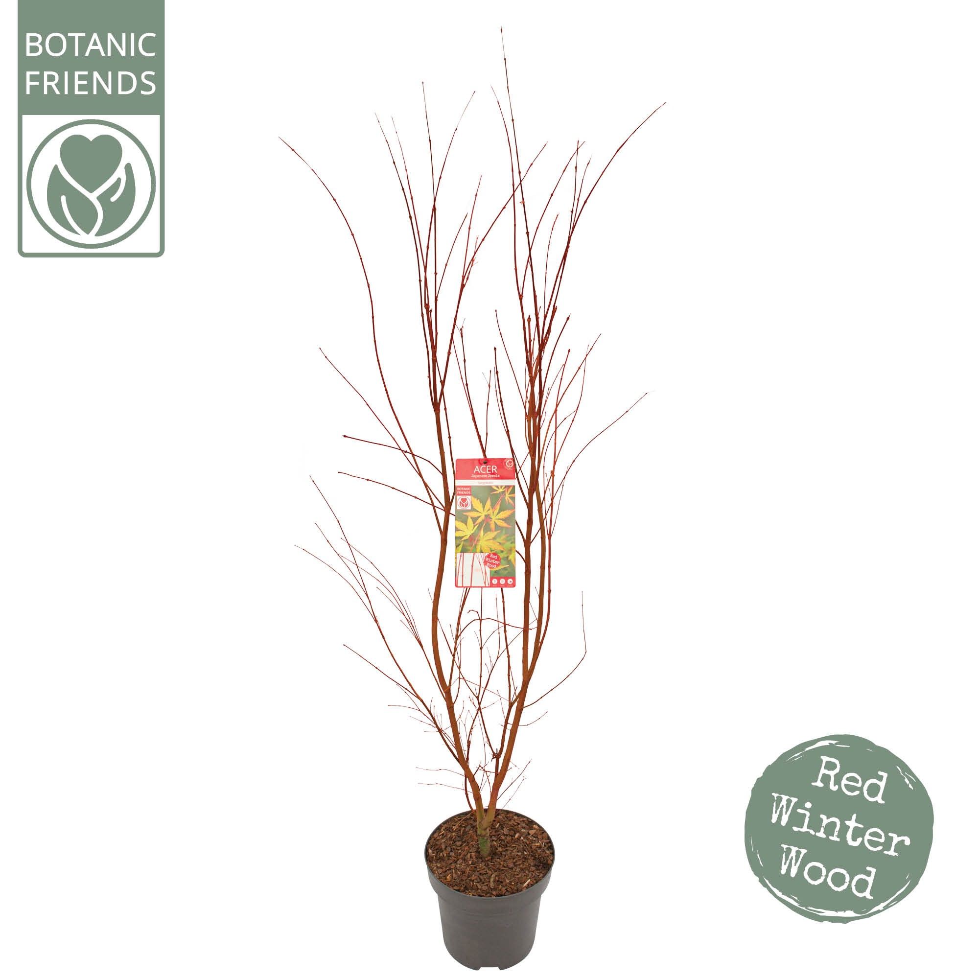 Acer palm. 'Sangokaku' C14 struik, D 30