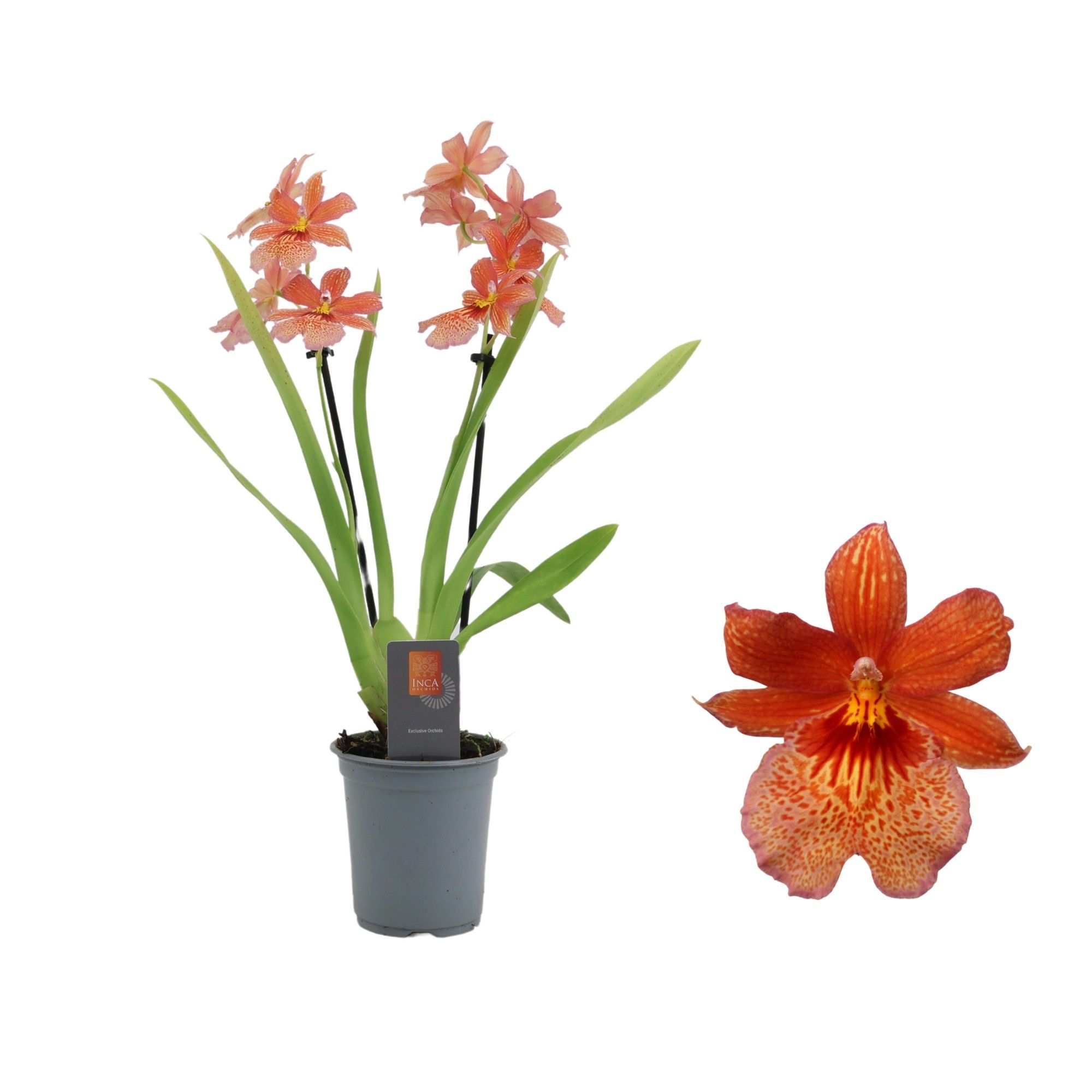 Inca Cambria Nelly Orange 2 spike 9cm, D 9 cm