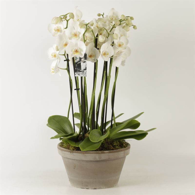 Phalaenopsis overig wit Sarah schaal grijs 12 tak wit met platmos, D 27